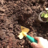 Kdy a jak zasadit chryzantémy na jaře na otevřeném prostranství